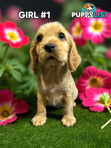 STUNNING GOLDEN & RUBY MINI RETREIVER PUPPIES 
