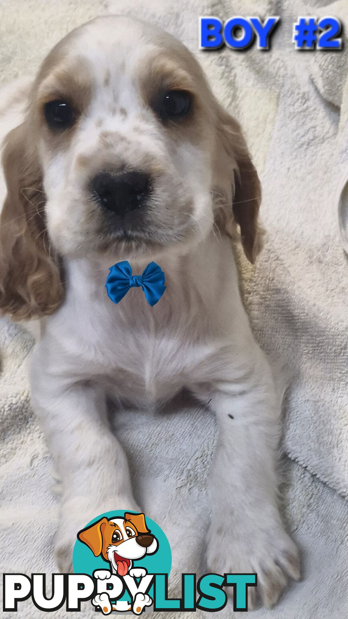 STUNNING MINI RETREIVER PUPPIES 