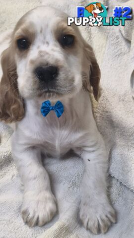 STUNNING MINI RETREIVER PUPPIES 