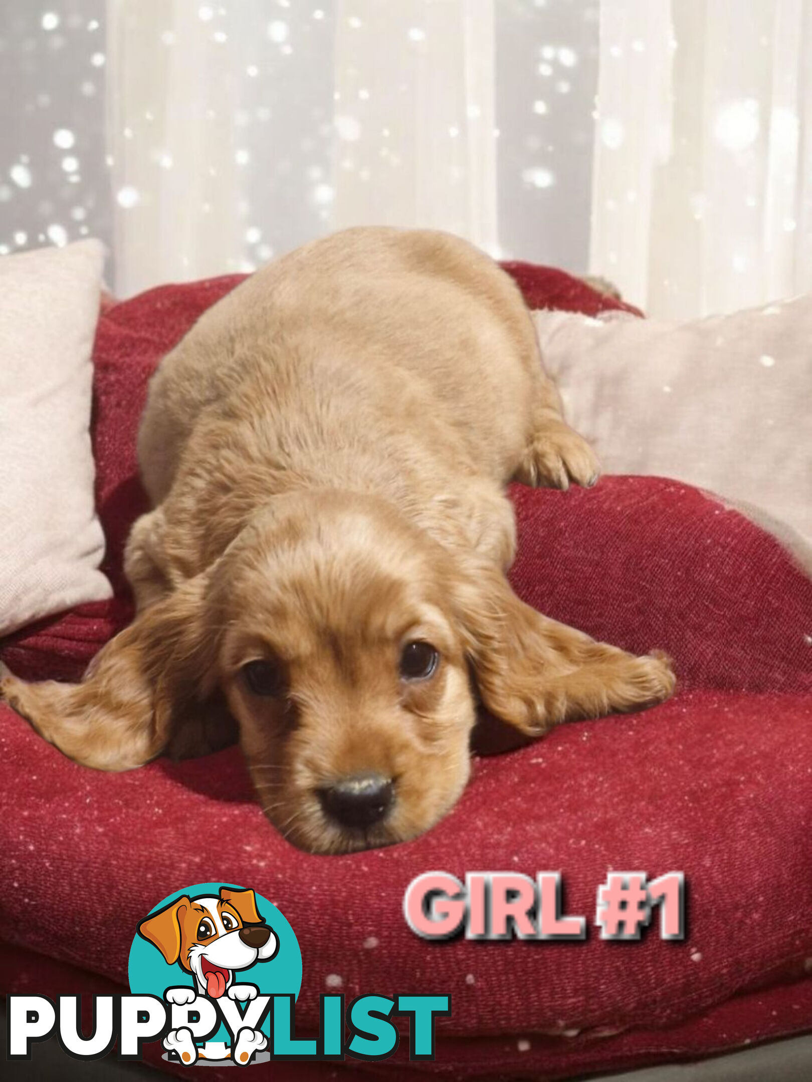MINI GORGEOUS GOLDEN RETREIVER PUPPIES
