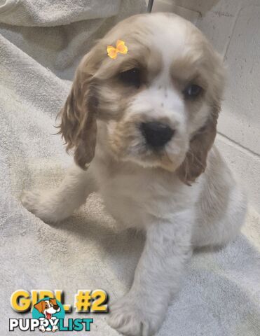STUNNING MINI RETREIVER PUPPIES 