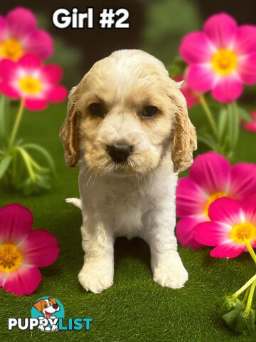 STUNNING GOLDEN & RUBY MINI RETREIVER PUPPIES 