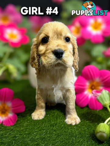 STUNNING GOLDEN & RUBY MINI RETREIVER PUPPIES 