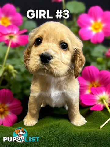 STUNNING GOLDEN & RUBY MINI RETREIVER PUPPIES 