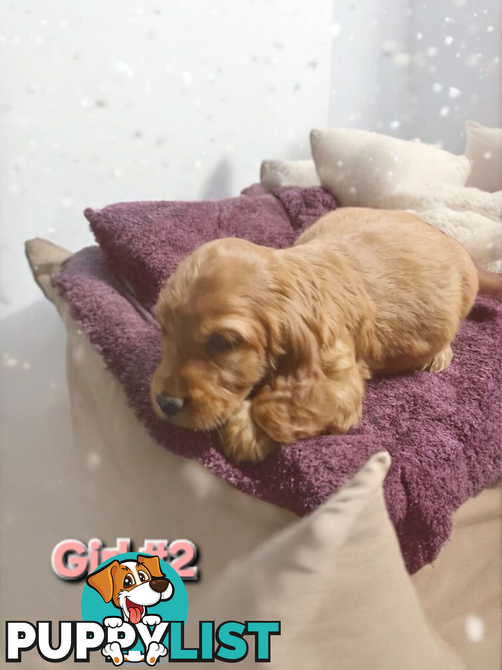 MINI GORGEOUS GOLDEN RETREIVER PUPPIES