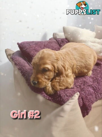 MINI GORGEOUS GOLDEN RETREIVER PUPPIES
