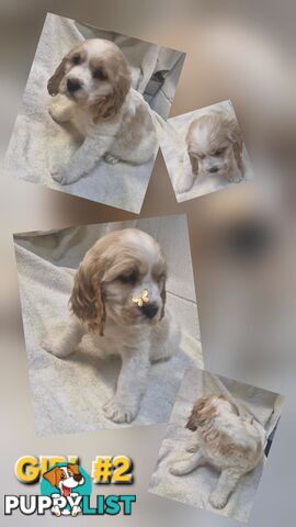 STUNNING MINI RETREIVER PUPPIES 
