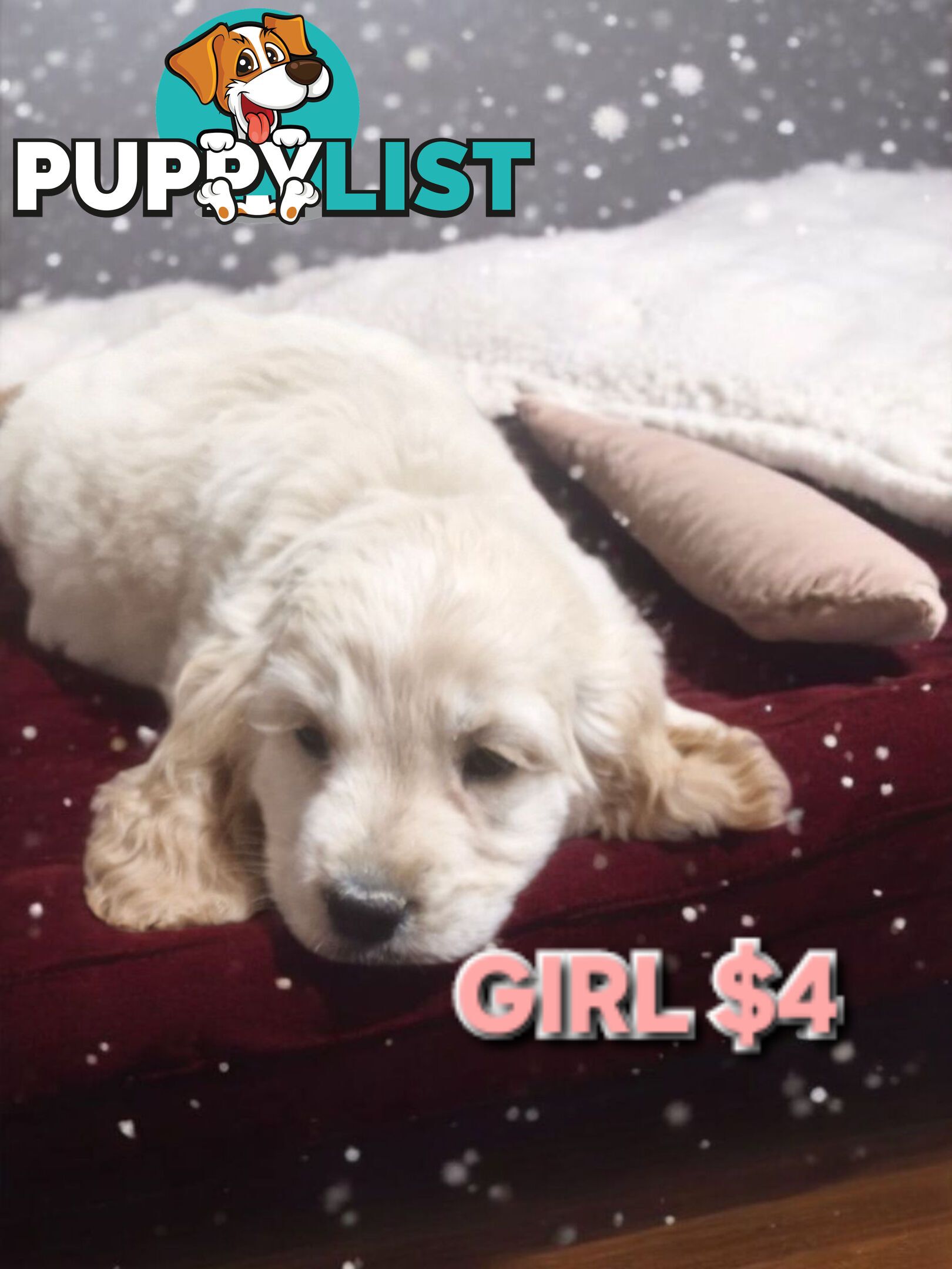 MINI GORGEOUS GOLDEN RETREIVER PUPPIES