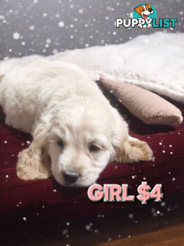 MINI GORGEOUS GOLDEN RETREIVER PUPPIES