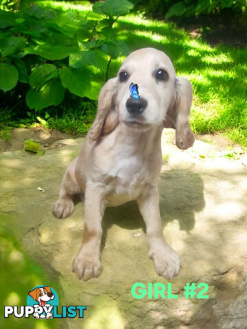 STUNNING MINI GOLDEN RETREIVER PUPPIES