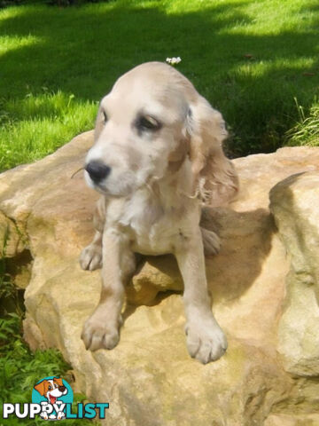 STUNNING MINI GOLDEN RETREIVER PUPPIES