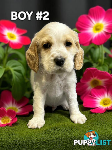 STUNNING GOLDEN & RUBY MINI RETREIVER PUPPIES 