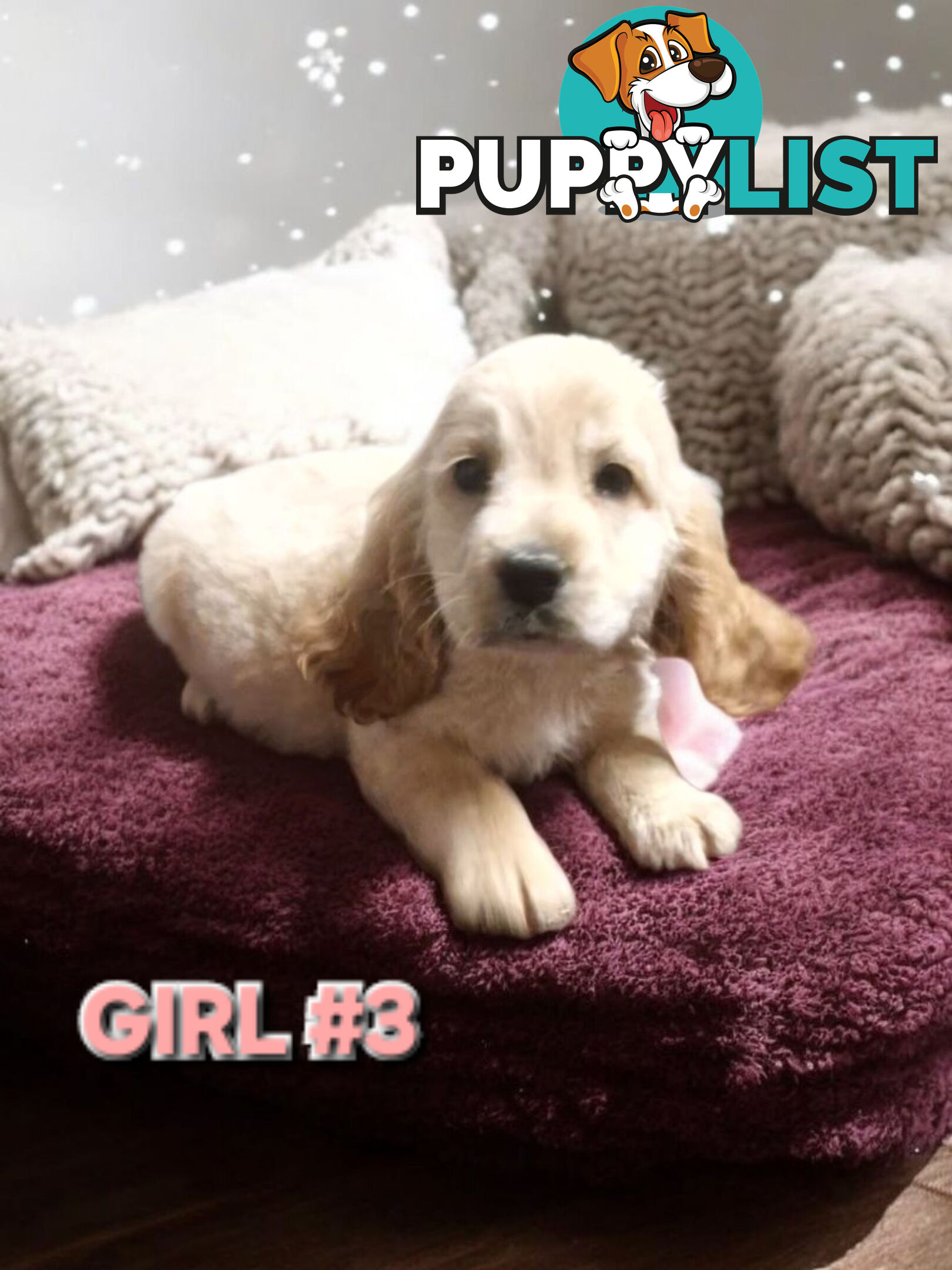 MINI GORGEOUS GOLDEN RETREIVER PUPPIES