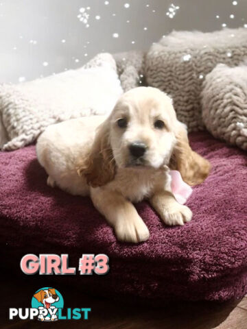 MINI GORGEOUS GOLDEN RETREIVER PUPPIES