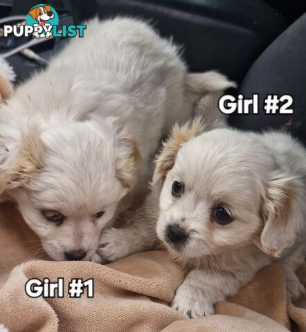 GORGEOUS MATCHI PUPPIES