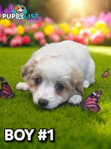 GORGEOUS MALTCHI PUPPIES