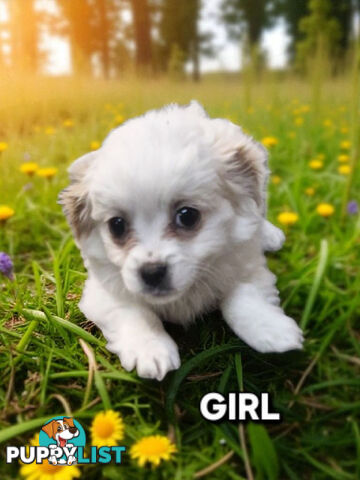 GORGEOUS MALTCHI PUPPIES