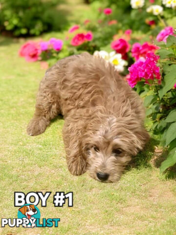 ADORABLE RED BORDOODLE PUPPIES 