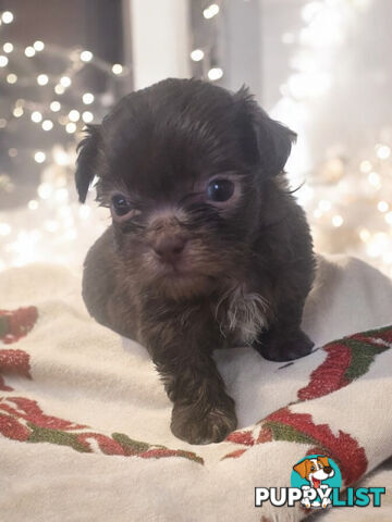 STUNNING RARE PUREBED SHIHTZU PUPPIES COMING SOON!!!