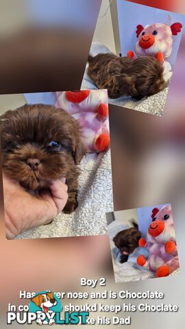 STUNNING  PUREBED SHIHTZU PUPPIES COMING SOON!!! 