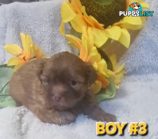STUNNING  PUREBED SHIHTZU PUPPIES COMING SOON!!! 