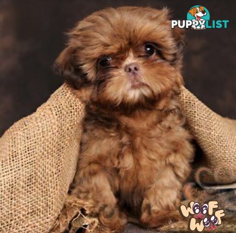 STUNNING  PUREBED SHIHTZU PUPPIES COMING SOON!!! 