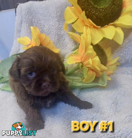 STUNNING  PUREBED SHIHTZU PUPPIES COMING SOON!!! 