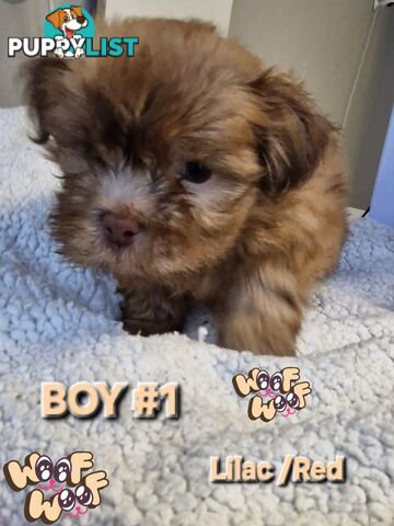 STUNNING  PUREBED SHIHTZU PUPPIES COMING SOON!!! 