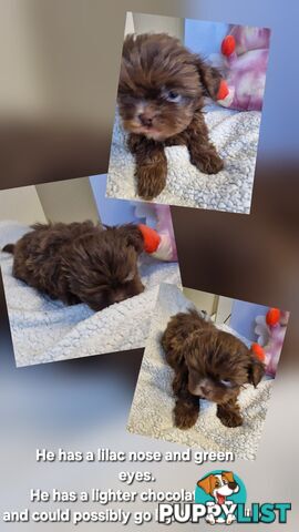 STUNNING  PUREBED SHIHTZU PUPPIES COMING SOON!!! 