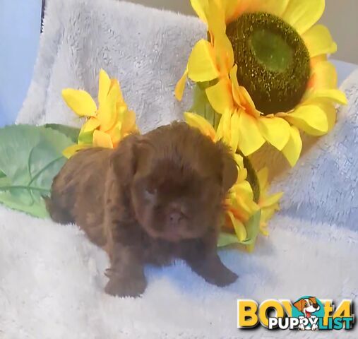 STUNNING  PUREBED SHIHTZU PUPPIES COMING SOON!!! 