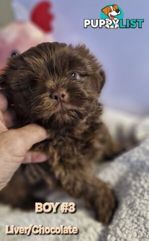 STUNNING  PUREBED SHIHTZU PUPPIES COMING SOON!!! 