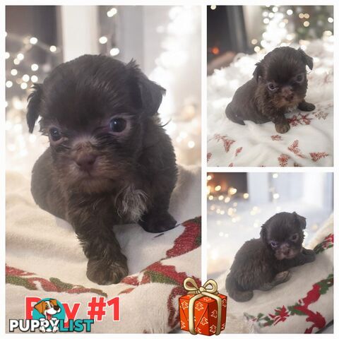 STUNNING  PUREBED SHIHTZU PUPPIES COMING SOON!!!