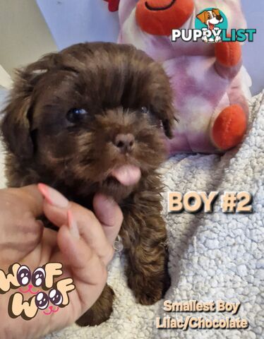 STUNNING  PUREBED SHIHTZU PUPPIES COMING SOON!!! 