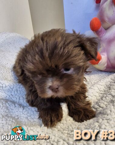 STUNNING  PUREBED SHIHTZU PUPPIES COMING SOON!!! 