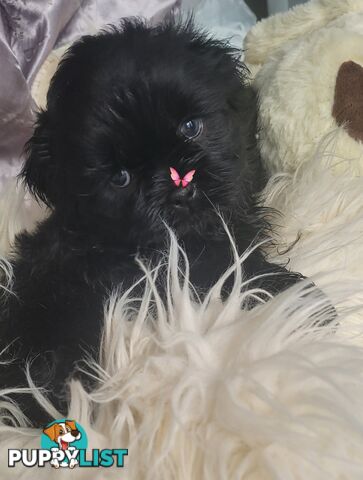 ADORABLE SWEET LOVING PUREBRED SHIHTZU PUPPY