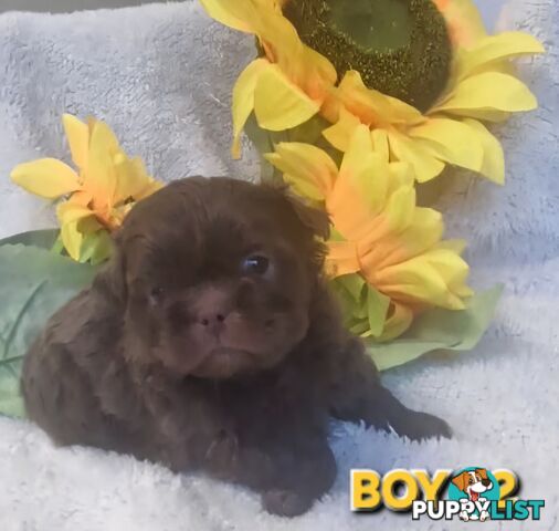 STUNNING  PUREBED SHIHTZU PUPPIES COMING SOON!!! 