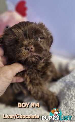 STUNNING  PUREBED SHIHTZU PUPPIES COMING SOON!!! 
