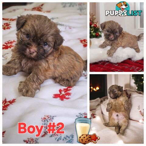 STUNNING  PUREBED SHIHTZU PUPPIES COMING SOON!!!