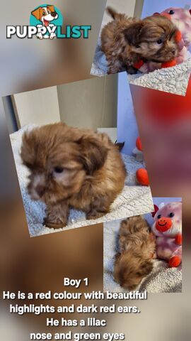 STUNNING  PUREBED SHIHTZU PUPPIES COMING SOON!!! 