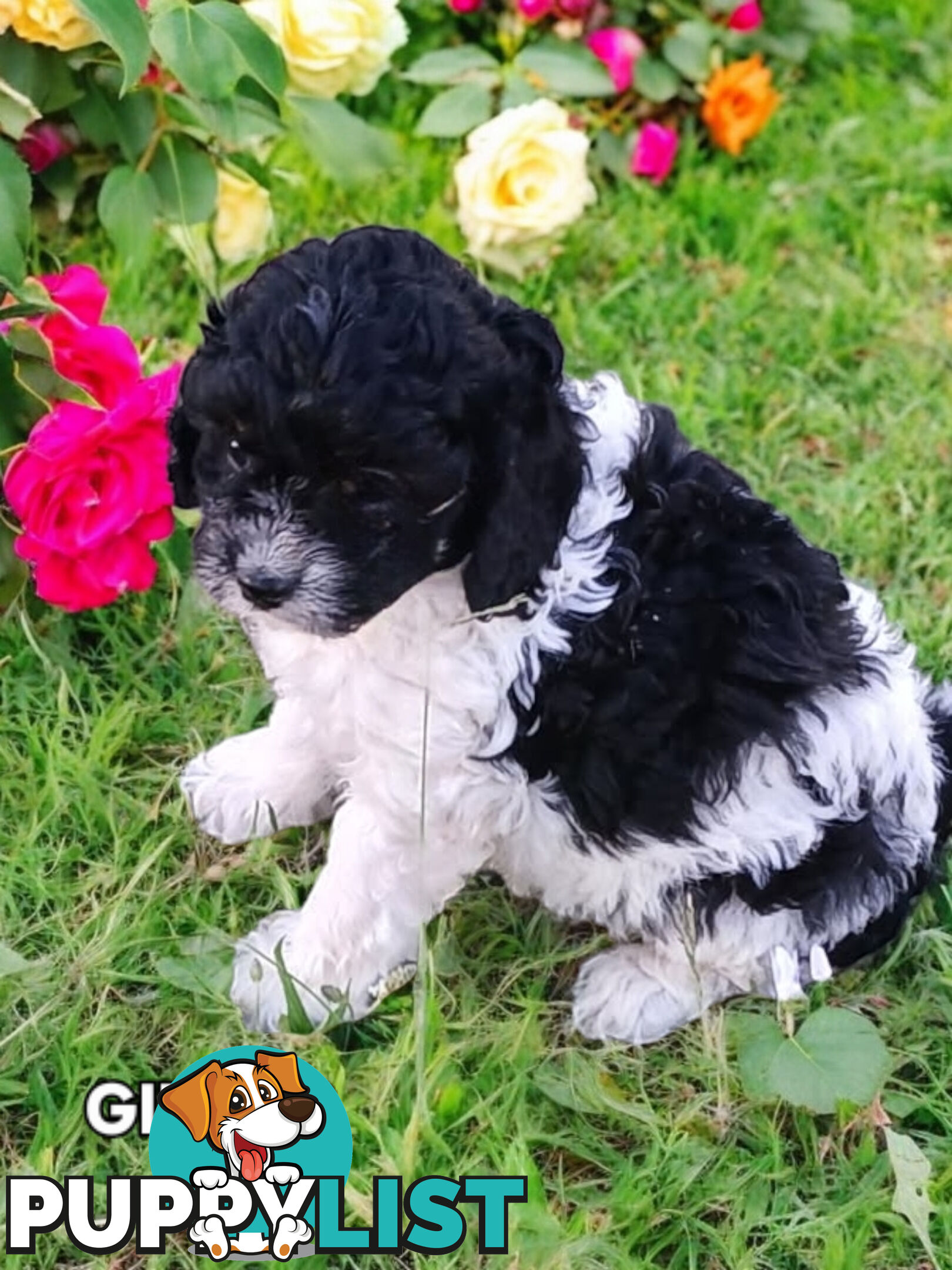 BEAUTIFUL TOY CAVOODLE PUPPIES!