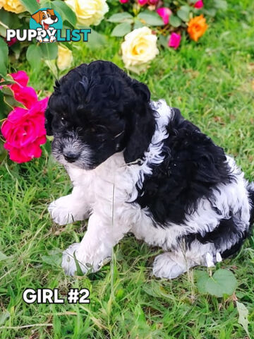 LAST BEAUTIFUL TOY CAVOODLE GIRL