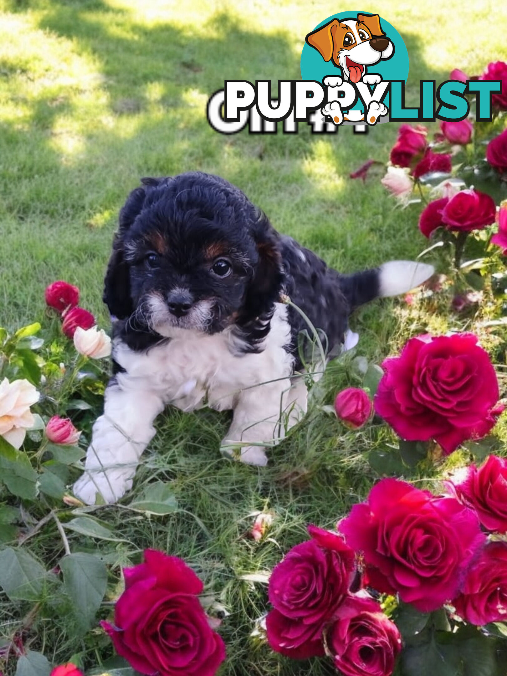 BEAUTIFUL TOY CAVOODLE PUPPIES!