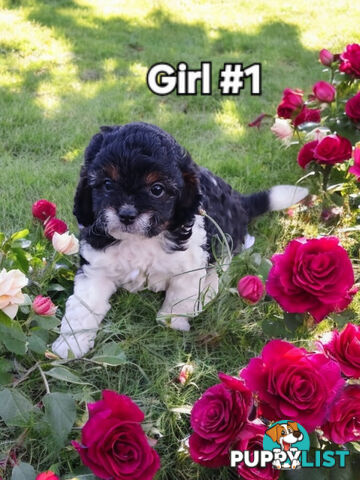 BEAUTIFUL TOY CAVOODLE PUPPIES COMING SOON!!!