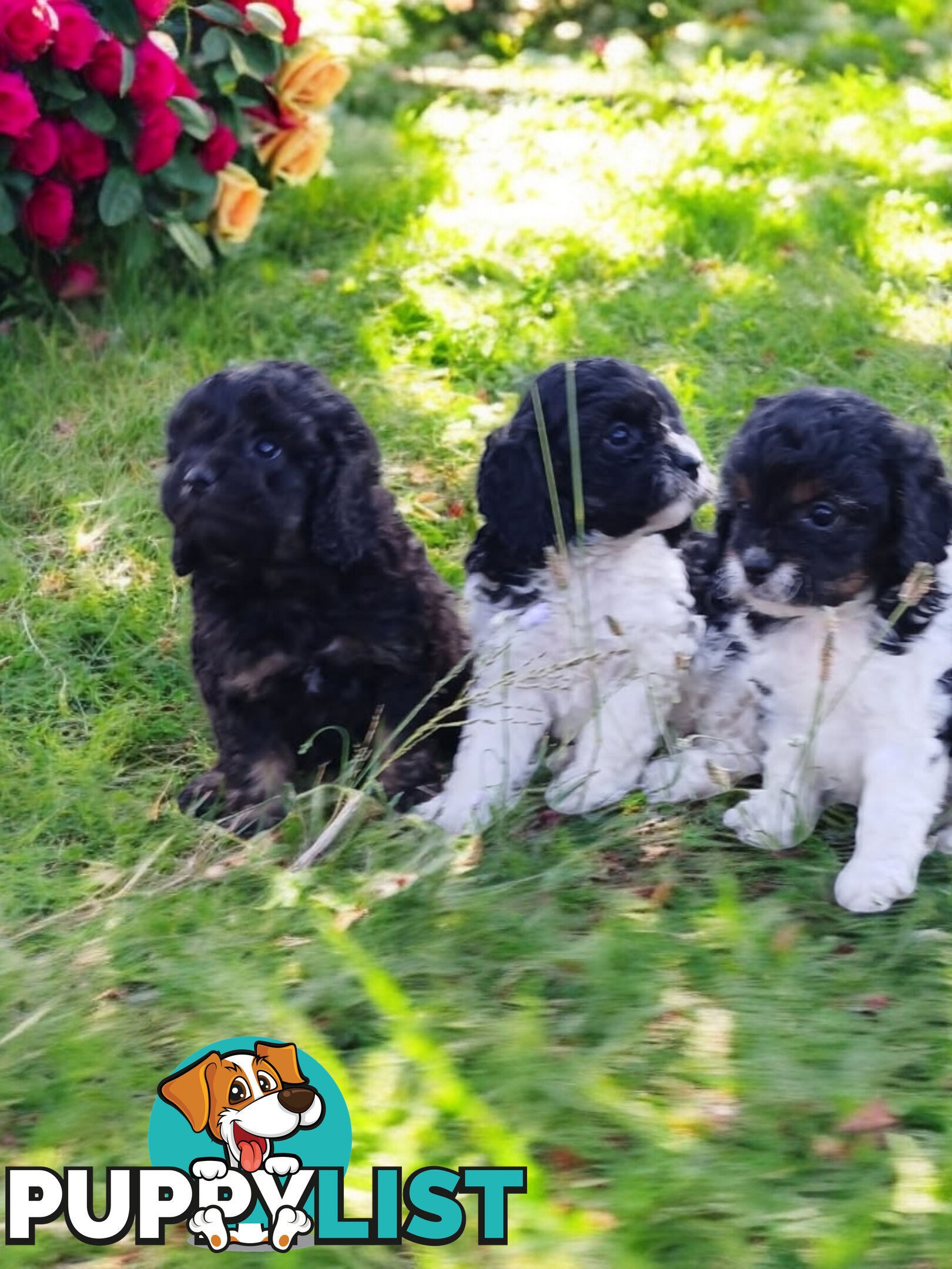 BEAUTIFUL TOY CAVOODLE PUPPIES!