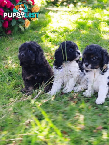 BEAUTIFUL TOY CAVOODLE PUPPIES!