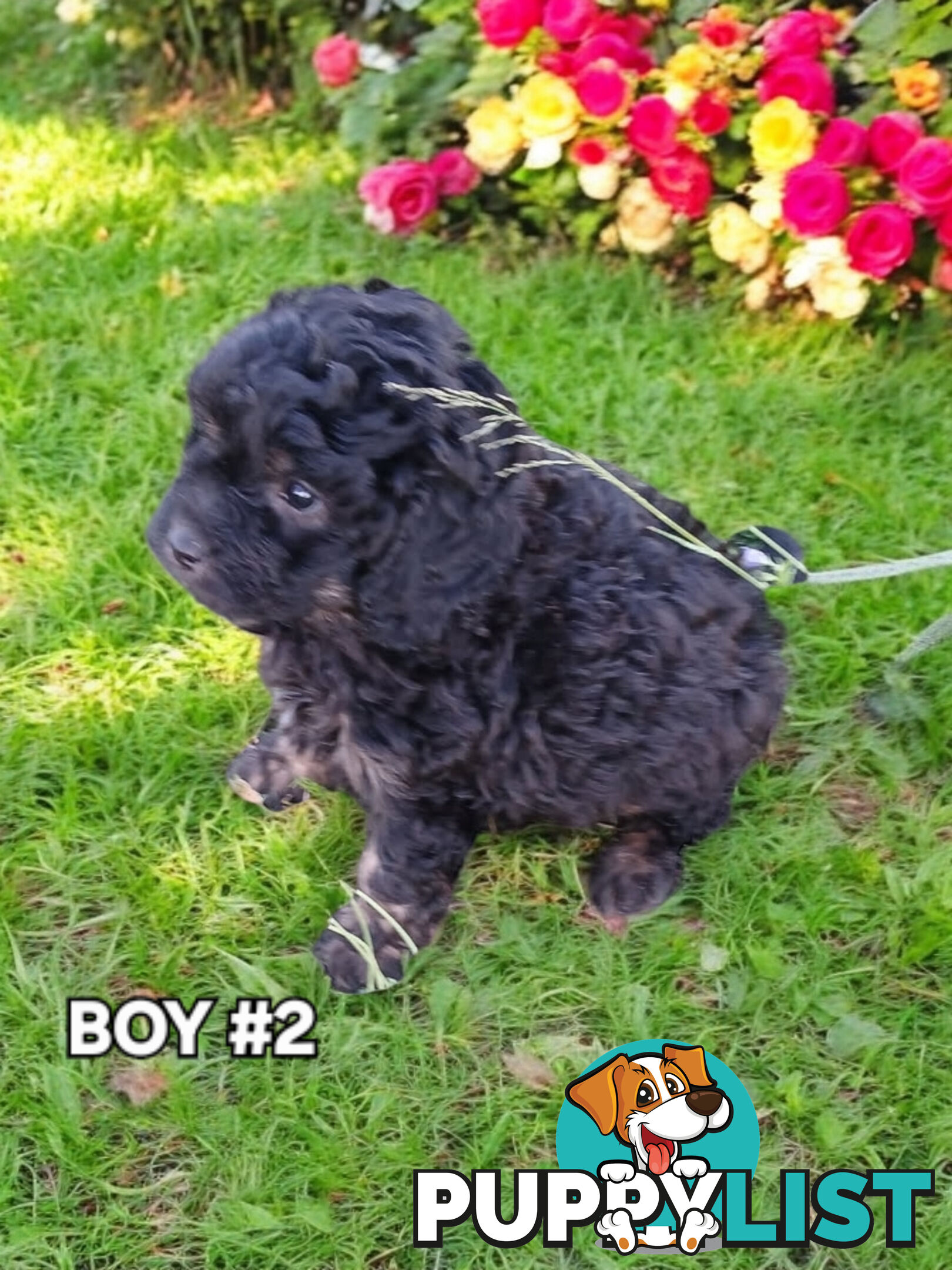 BEAUTIFUL TOY CAVOODLE PUPPIES!