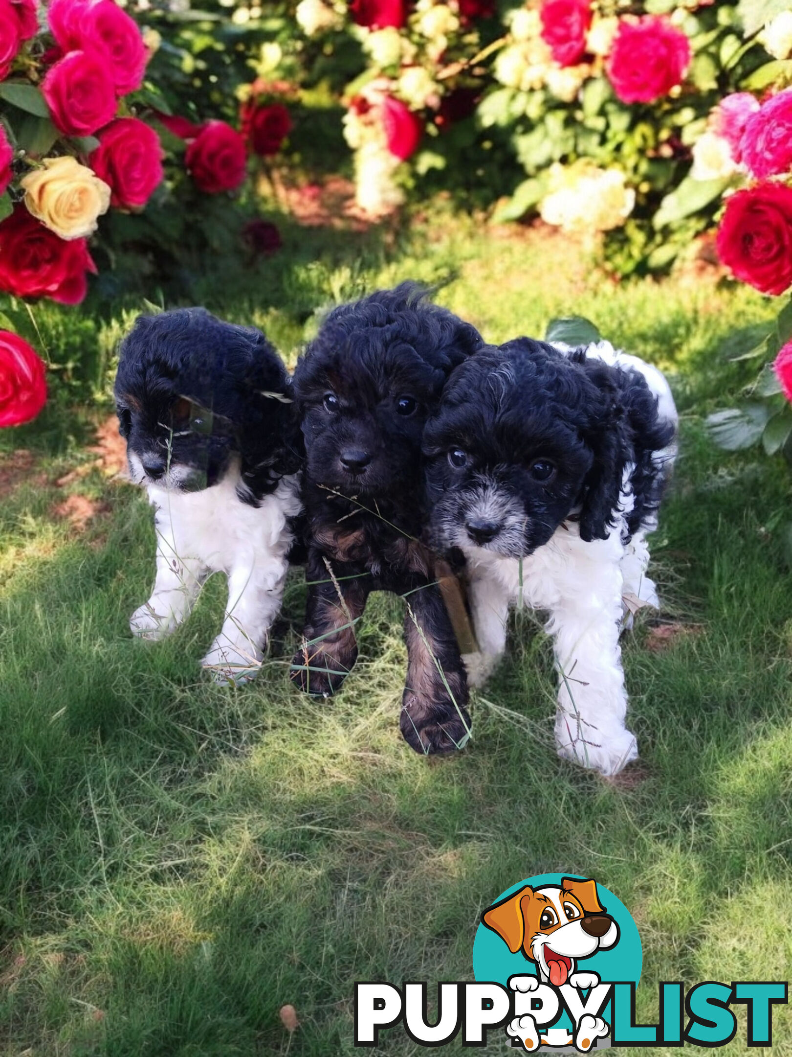 BEAUTIFUL TOY CAVOODLE PUPPIES!