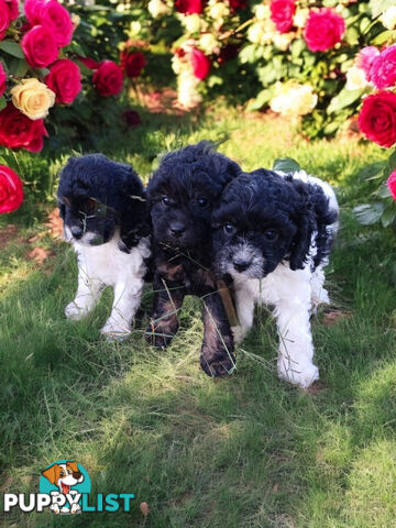 LAST BEAUTIFUL TOY CAVOODLE GIRL