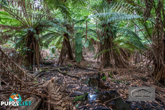 Lot Ringle Doddy Road SOUTH FOREST TAS 7330