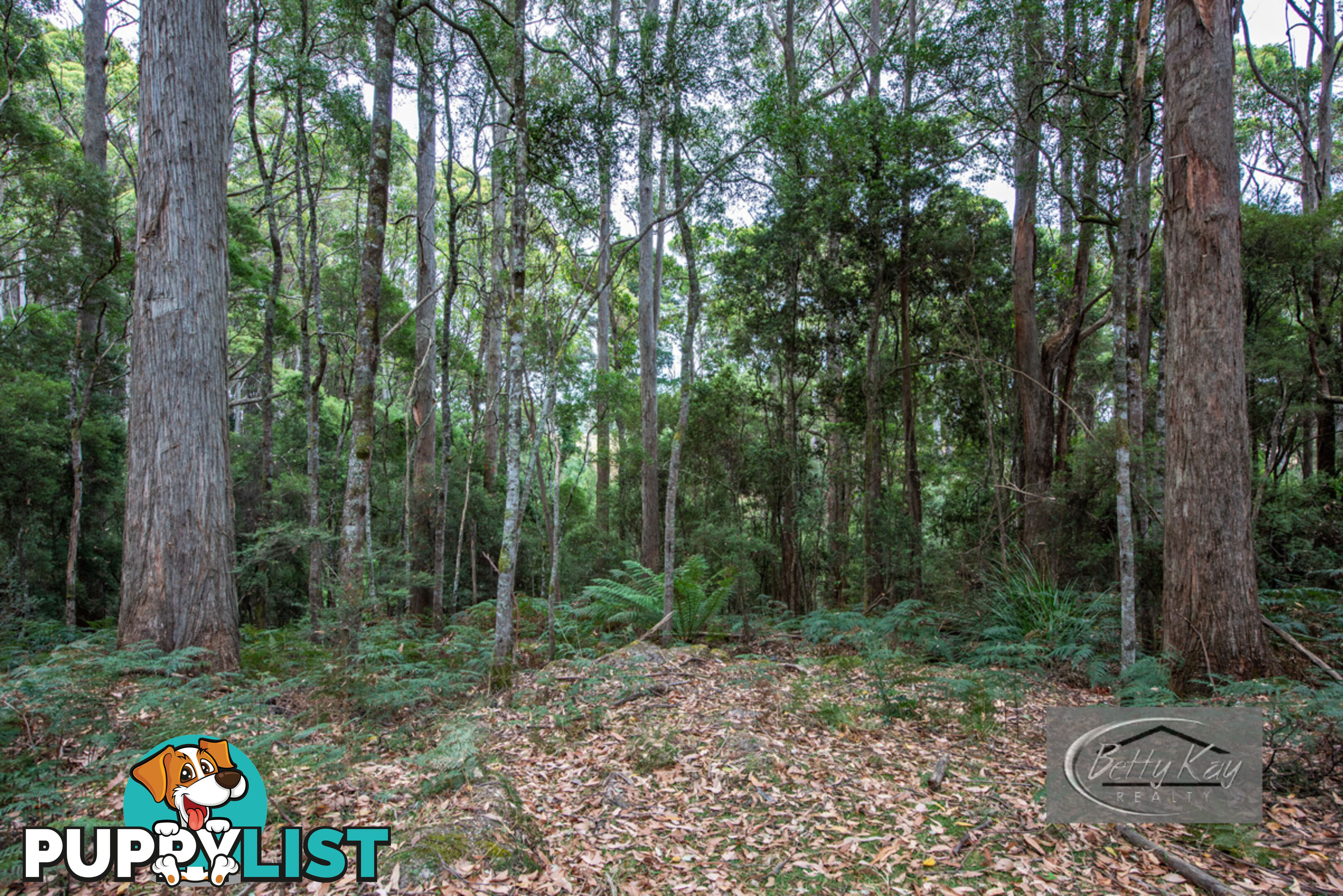 Lot Ringle Doddy Road SOUTH FOREST TAS 7330